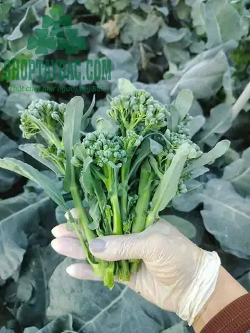 Rau Cải Làn Lạng Sơn: Nguồn Gốc, Đặc Điểm Và Giá Trị Ẩm Thực Độc Đáo Rau Cải Làn Lạng Sơn: Nguồn Gốc, Đặc Điểm Và Giá Trị Ẩm Thực Độc Đáo