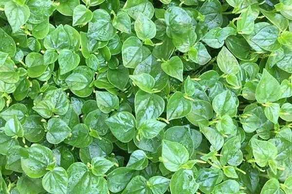 Rau Càng Cua Miền Bắc Gọi Là Gì? Giải Đáp Chính Xác Và Chi Tiết Nhất