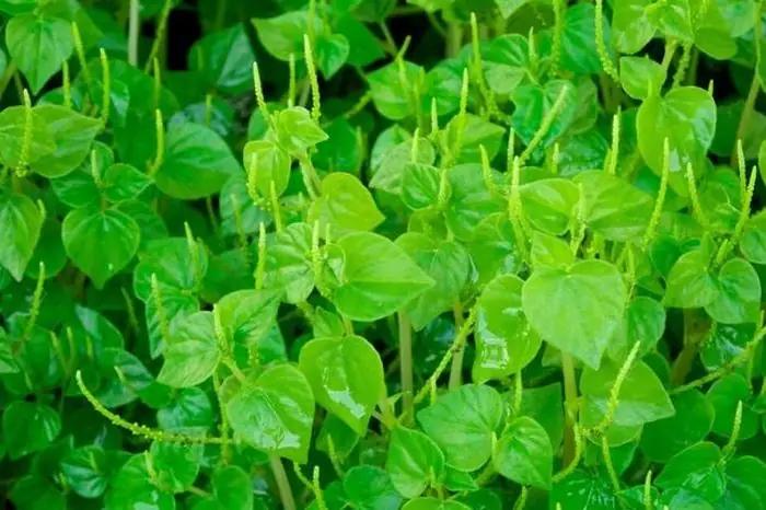 Rau Càng Cua Miền Bắc Gọi Là Gì? Giải Đáp Chính Xác Và Chi Tiết Nhất