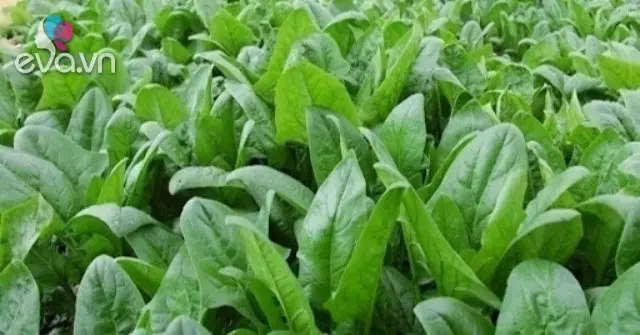 Rau Chân Vịt Và Cải Bó Xôi: Phân Biệt Chi Tiết, Giá Trị Dinh Dưỡng Và Công Dụng Bất Ngờ