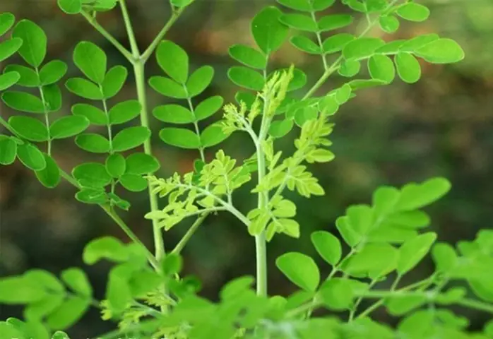 Rau Chùm Ngây Là Rau Ngót? Sự Thật Về Hai Loại Rau Thường Bị Nhầm Lẫn