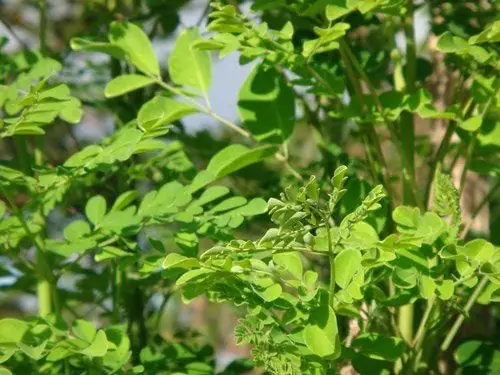 Rau Chùm Ngây Là Rau Ngót? Sự Thật Về Hai Loại Rau Thường Bị Nhầm Lẫn
