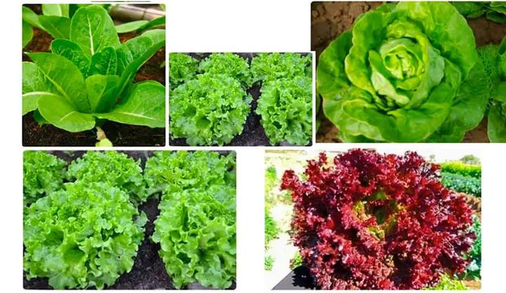 Rau Diếp Và Xà Lách: Phân Biệt Chi Tiết Và Những Lợi Ích Bất Ngờ Cho Sức Khỏe