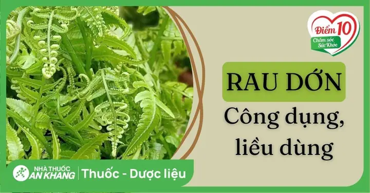 Rau Dớn Là Rau Gì? Tìm Hiểu Chi Tiết Về Loại Rau Dân Dã Độc Đáo