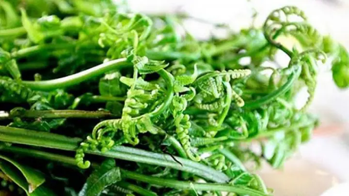 Rau Dớn Là Rau Gì? Tìm Hiểu Chi Tiết Về Loại Rau Dân Dã Độc Đáo