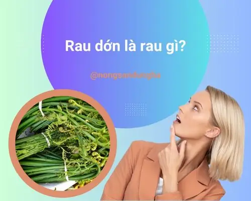 Rau Dớn Là Rau Gì? Tìm Hiểu Chi Tiết Về Loại Rau Dân Dã Độc Đáo