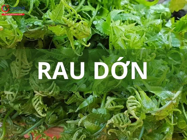 Rau Dớn Và Dương Xỉ: Khám Phá 2 Loài Cỏ Dại Quen Thuộc Trong Đời Sống