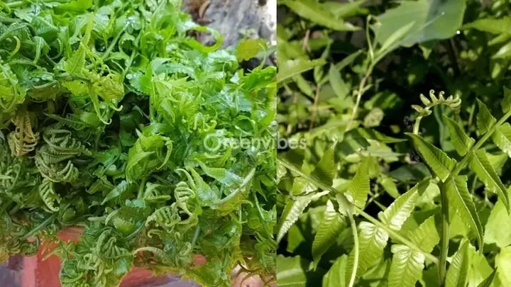 Rau Dớn Và Dương Xỉ: Khám Phá 2 Loài Cỏ Dại Quen Thuộc Trong Đời Sống Rau Dớn Và Dương Xỉ: Khám Phá 2 Loài Cỏ Dại Quen Thuộc Trong Đời Sống