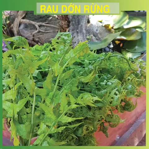 Rau Dớn Và Dương Xỉ: Khám Phá 2 Loài Cỏ Dại Quen Thuộc Trong Đời Sống Rau Dớn Và Dương Xỉ: Khám Phá 2 Loài Cỏ Dại Quen Thuộc Trong Đời Sống