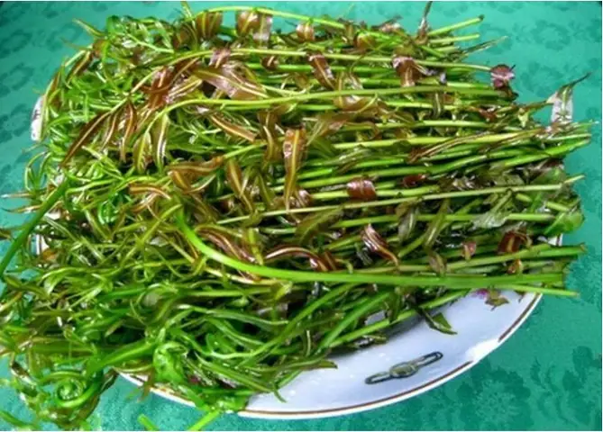 Rau Đọt Choại Có Tác Dụng Gì? Khám Phá Công Dụng, Cách Dùng Và Lưu Ä Rau Đọt Choại Có Tác Dụng Gì? Khám Phá Công Dụng, Cách Dùng Và Lưu Ä