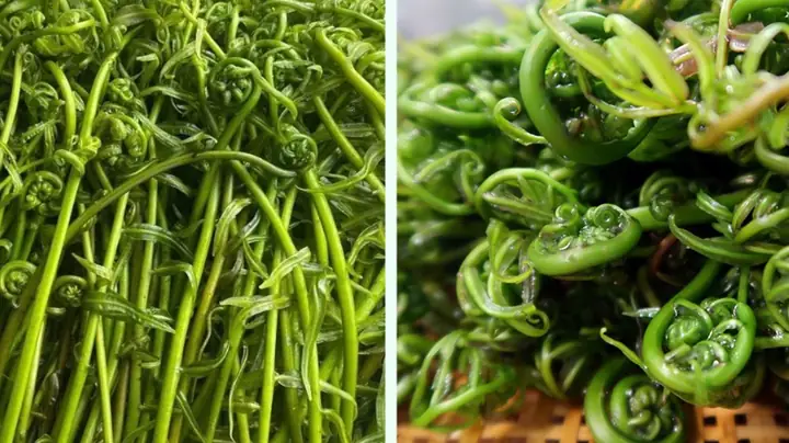 Rau Đọt Choại Có Tác Dụng Gì? Khám Phá Công Dụng, Cách Dùng Và Lưu Ä Rau Đọt Choại Có Tác Dụng Gì? Khám Phá Công Dụng, Cách Dùng Và Lưu Ä