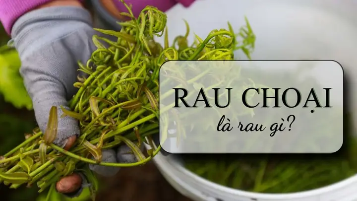 Rau Đọt Choại Có Tác Dụng Gì? Khám Phá Công Dụng, Cách Dùng Và Lưu Ä Rau Đọt Choại Có Tác Dụng Gì? Khám Phá Công Dụng, Cách Dùng Và Lưu Ä