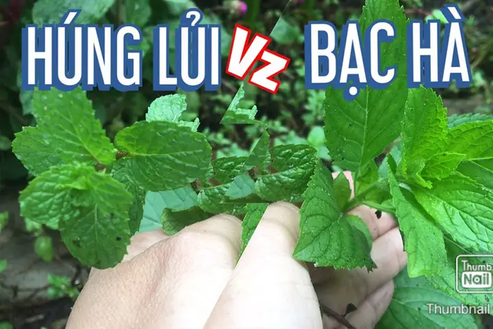 Rau Húng Lủi Và Bạc Hà: So Sánh Chi Tiết, Công Dụng Và Cách Phân Biệt