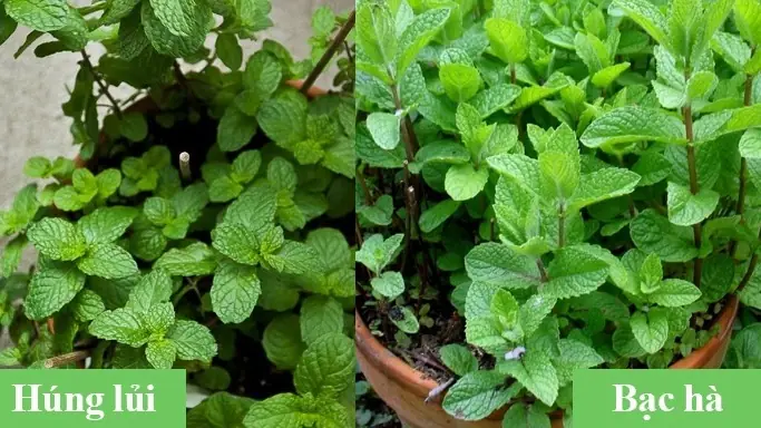 Rau Húng Lủi Và Bạc Hà: So Sánh Chi Tiết, Công Dụng Và Cách Phân Biệt