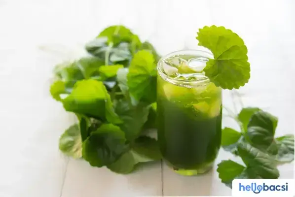 Uống Rau Má Nước Dừa Có Tác Dụng Gì? Lợi Ích Và Lưu Ý Khi Dùng