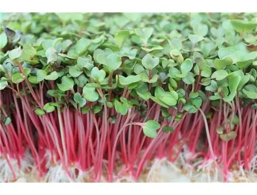 Rau Mầm Cải Đậu: Lợi Ích, Tác Hại Và Cách Nhận Biết Rau Mầm Đậu Tốt Nhất