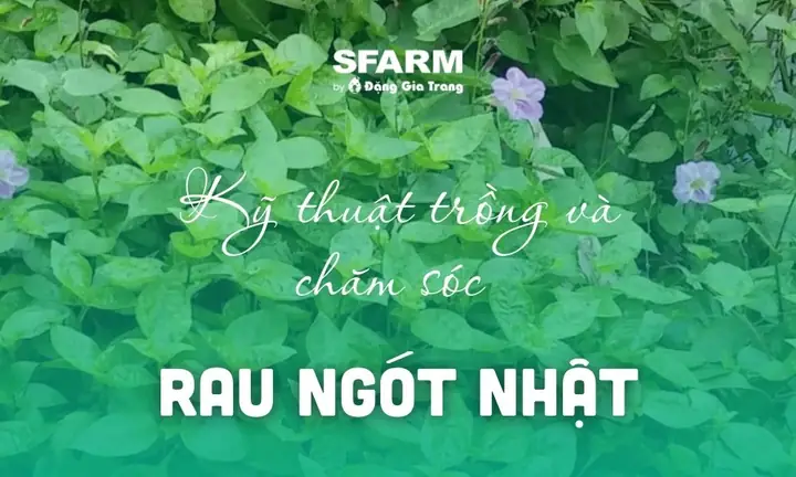 Rau Ngót Nhật Có Tác Dụng Gì? Khám Phá 6 Lợi Ích Bất Ngờ Cho Sức Khỏe