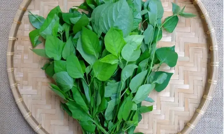 Cách Nấu Rau Ngót Nhật Với Thịt Gà Ngon Ngọt, Bổ Dưỡng Cho Ngày Hè