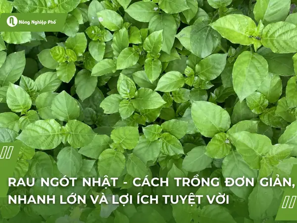 Rau Ngót Nhật Xào Tỏi: Cách Làm Chuẩn Vị, Bổ Dưỡng Cho Bữa Cơm Gia Đình