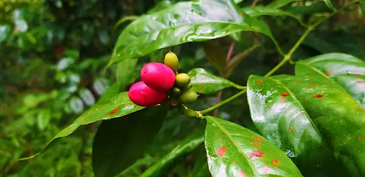 Rau Nhíp Rừng Nấu Món Gì Ngon? Khám Phá 5+ Món Ăn Dân Dã Từ Loài Rau Đặc Sản