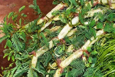 Rau Rút Là Rau Gì? Tìm Hiểu Chi Tiết Về Loại Rau Quen Thuộc Này
