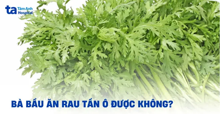Rau Tần Ô Là Gì? Nguồn Gốc, Công Dụng Và Cách Dùng Hiệu Quả