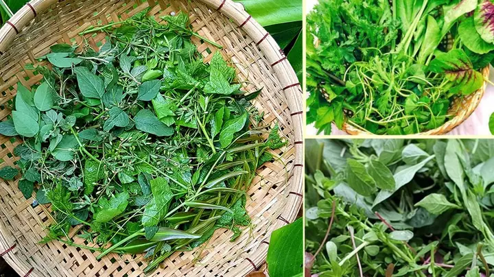 Rau Tập Tàng Là Gì? Nguồn Gốc, Đặc Điểm Và Giá Trị Dinh Dưỡng