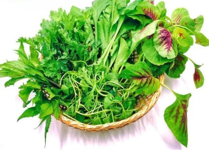 Rau Tập Tàng Là Gì? Nguồn Gốc, Đặc Điểm Và Giá Trị Dinh Dưỡng
