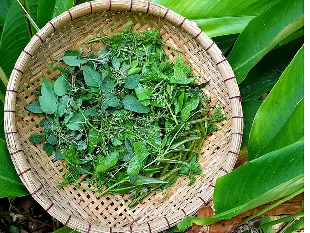 Rau Tàu Tươi Miền Bắc: Khám Phá Vẻ Đẹp Tươi Mát Trong Ẩm Thực Thủ Đô Rau Tàu Tươi Miền Bắc: Khám Phá Vẻ Đẹp Tươi Mát Trong Ẩm Thực Thủ Đô