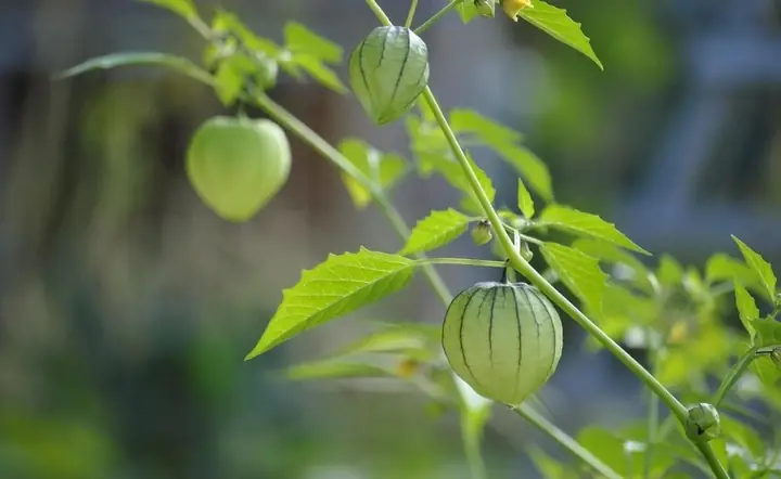 Rau Tàu Tươi Miền Bắc: Khám Phá Vẻ Đẹp Tươi Mát Trong Ẩm Thực Thủ Đô Rau Tàu Tươi Miền Bắc: Khám Phá Vẻ Đẹp Tươi Mát Trong Ẩm Thực Thủ Đô