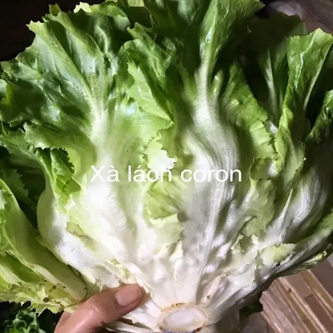 Rau Xà Lách Giòn Đà Lạt: Lợi Ích, Cách Chọn Và Bảo Quản Chuẩn Nhất