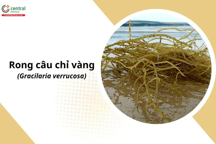Rong Rau Câu Chỉ Vàng: Lợi Ích, Cách Dùng Và Những Điều Cần Biết Rong Rau Câu Chỉ Vàng: Lợi Ích, Cách Dùng Và Những Điều Cần Biết