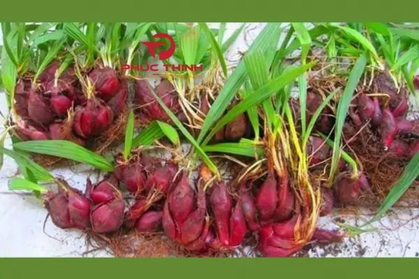 Khám Phá 15+ Món Ngon Bổ Dưỡng Từ Sâm Đại Hành Khám Phá 15+ Món Ngon Bổ Dưỡng Từ Sâm Đại Hành