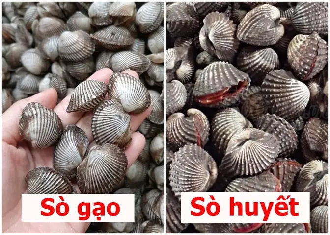 So Sánh Sò Gạo Và Sò Huyết: Đâu Là Lựa Chọn Tốt Nhất Cho Bữa Ăn Của Bạn? So Sánh Sò Gạo Và Sò Huyết: Đâu Là Lựa Chọn Tốt Nhất Cho Bữa Ăn Của Bạn?