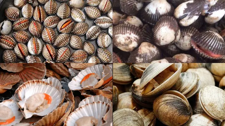 So Sánh Sò Gạo Và Sò Huyết: Đâu Là Lựa Chọn Tốt Nhất Cho Bữa Ăn Của Bạn? So Sánh Sò Gạo Và Sò Huyết: Đâu Là Lựa Chọn Tốt Nhất Cho Bữa Ăn Của Bạn?