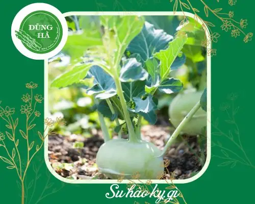 Súp Lơ Kỵ Với Gì? 7+ Nhóm Thực Phẩm Cần Tránh Kết Hợp Khi Chế Biến