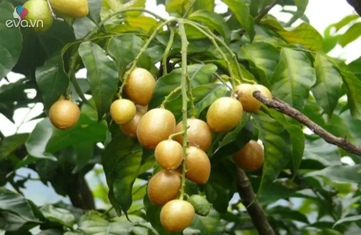Khám Phá Chi Tiết Tác Dụng Của Quất Hồng Bì Trong Cuộc Sống