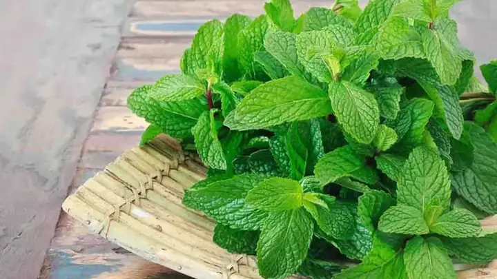 Tác Dụng Của Rau Húng Lủi: 10 Lợi Ích Sức Khỏe Tuyệt Vời Và Cách Dùng Hiệu Quả