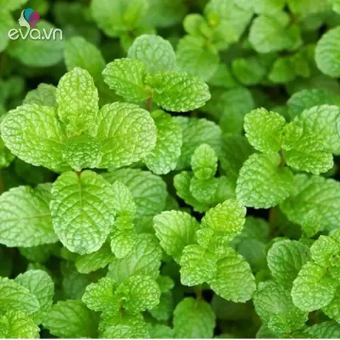 Tác Dụng Của Rau Húng Lủi: 10 Lợi Ích Sức Khỏe Tuyệt Vời Và Cách Dùng Hiệu Quả