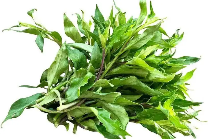 Tác Dụng Của Rau Lủi: Giải Pháp Xanh Cho Sức Khỏe Tim Mạch Và Xương Khớp