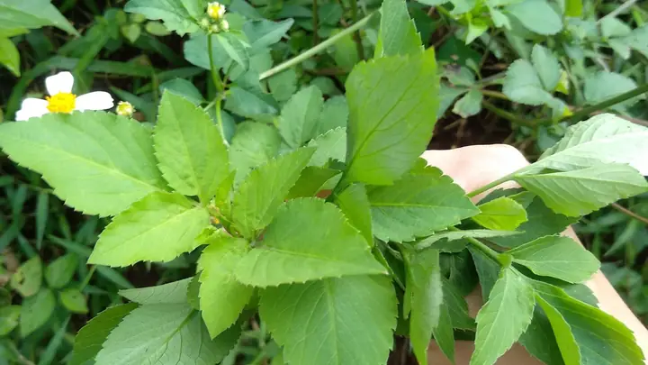 Tác Dụng Của Rau Xuyến Chi Và Những Điều Bạn Chưa Biết Tác Dụng Của Rau Xuyến Chi Và Những Điều Bạn Chưa Biết