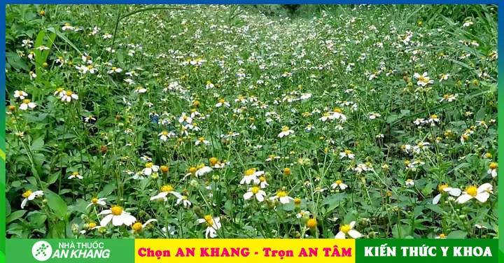 Tác Dụng Của Rau Xuyến Chi Và Những Điều Bạn Chưa Biết Tác Dụng Của Rau Xuyến Chi Và Những Điều Bạn Chưa Biết