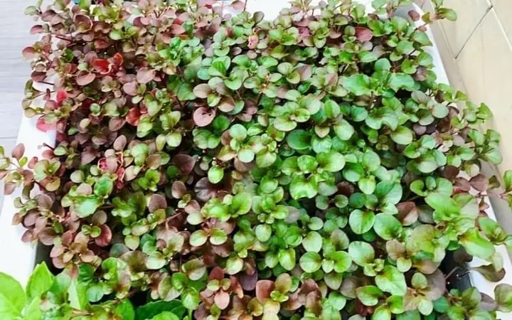 Tác Dụng Của Xà Lách Xoong Nhật