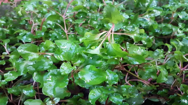 Tác Dụng Của Xà Lách Xoong Nhật