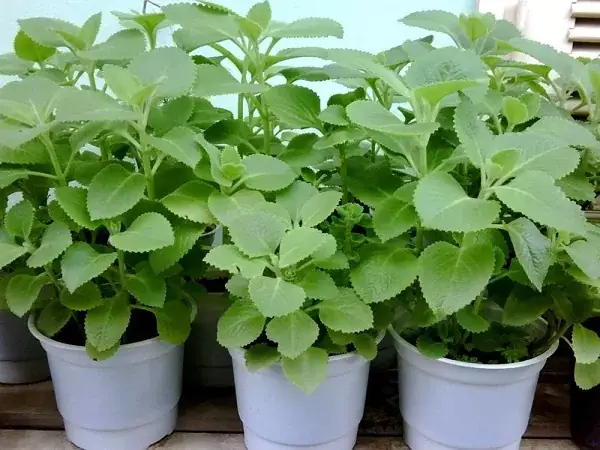 Top 5 Địa Chỉ Bán Tần Dày Lá Uy Tín, Chất Lượng Nhất Thị Trường