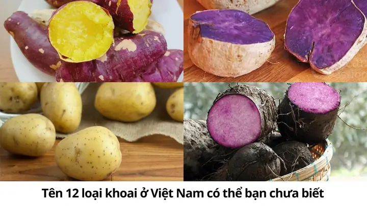 Các Loại Khoai Lang Phổ Biến Ở Việt Nam: Phân Loại, Đặc Điểm Và Công Dụng