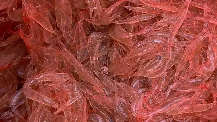 Tép Rang Bao Nhiêu Calo? Giải Đáp Chi Tiết Cho Thực Đơn Cân Bằng Tép Rang Bao Nhiêu Calo? Giải Đáp Chi Tiết Cho Thực Đơn Cân Bằng