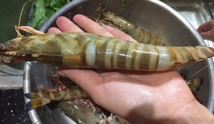 Tôm He Là Tôm Gì? Giải Mã Chi Tiết Đặc Điểm, Nguồn Gốc Và Giá Trị Của Loại Tôm Này