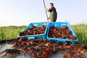 Tôm Hùm Đất Trung Quốc: Sự Thật Đáng Sợ Về Loài Tôm Hùm "lai Tạo" Có Thể Phá Hủy Hệ Sinh Thái