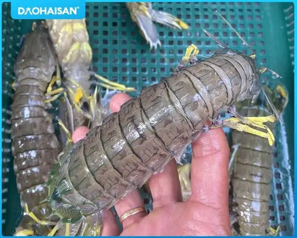 So Sánh Tôm Tít Và Bề Bề: Đâu Là Lựa Chọn Tốt Nhất Cho Bữa Ăn Gia Đình?